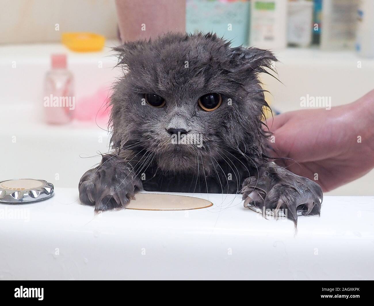 Funny wet cat wash in the bathroom Stock Photo - Alamy