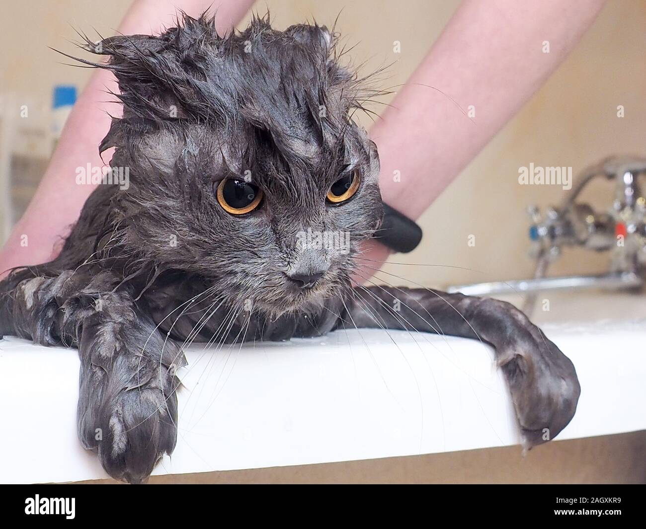 Funny wet cat wash in the bathroom Stock Photo Alamy