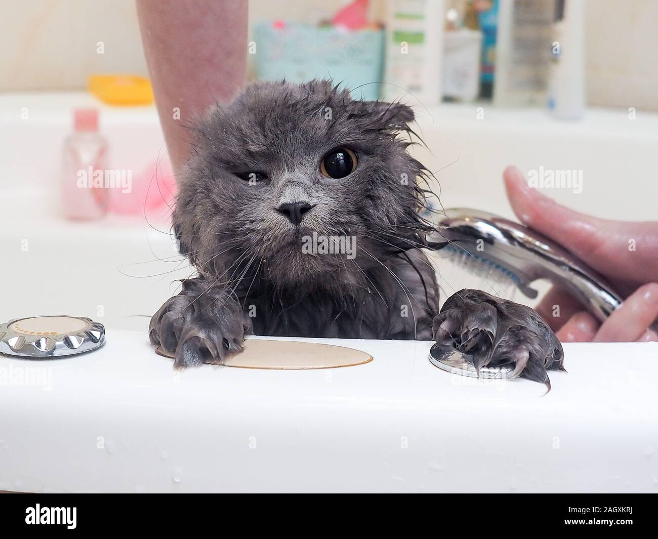Funny wet cat wash in the bathroom Stock Photo Alamy