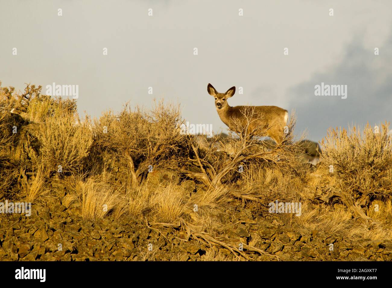 Mule deer or Blacktail deer (Odocoileus hemionus columbianus) Stock Photo