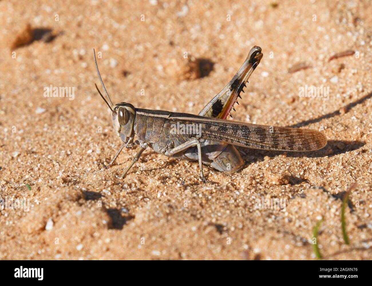 Female laying eggs in the sand Stock Photo Alamy