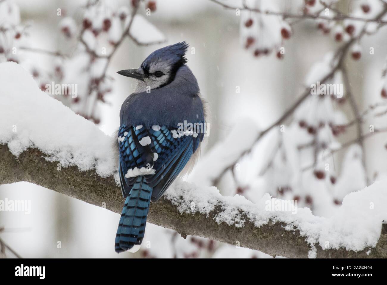 A blue jay sitting on a snow covered branch Stock Photo