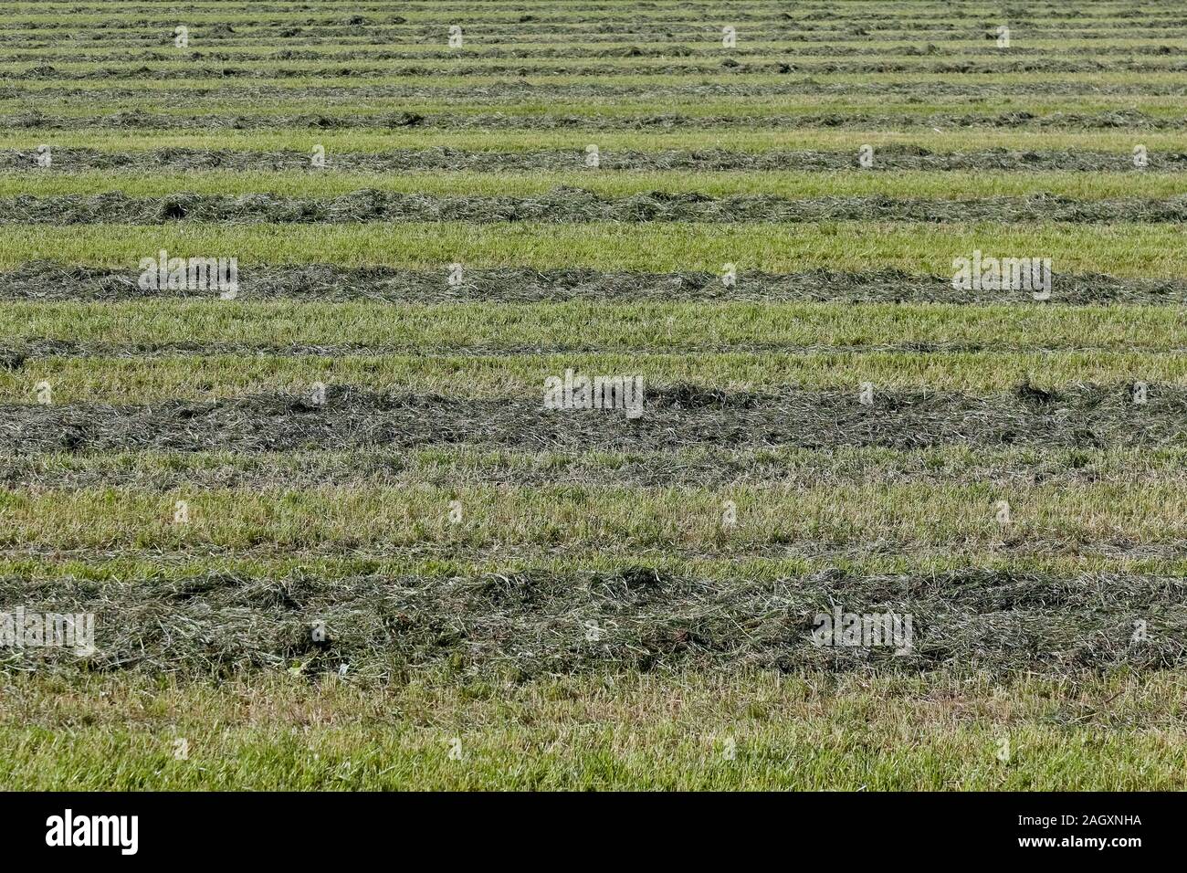 Hay Night Rows Meadow mowed grass in hi-res stock photography and images - Alamy