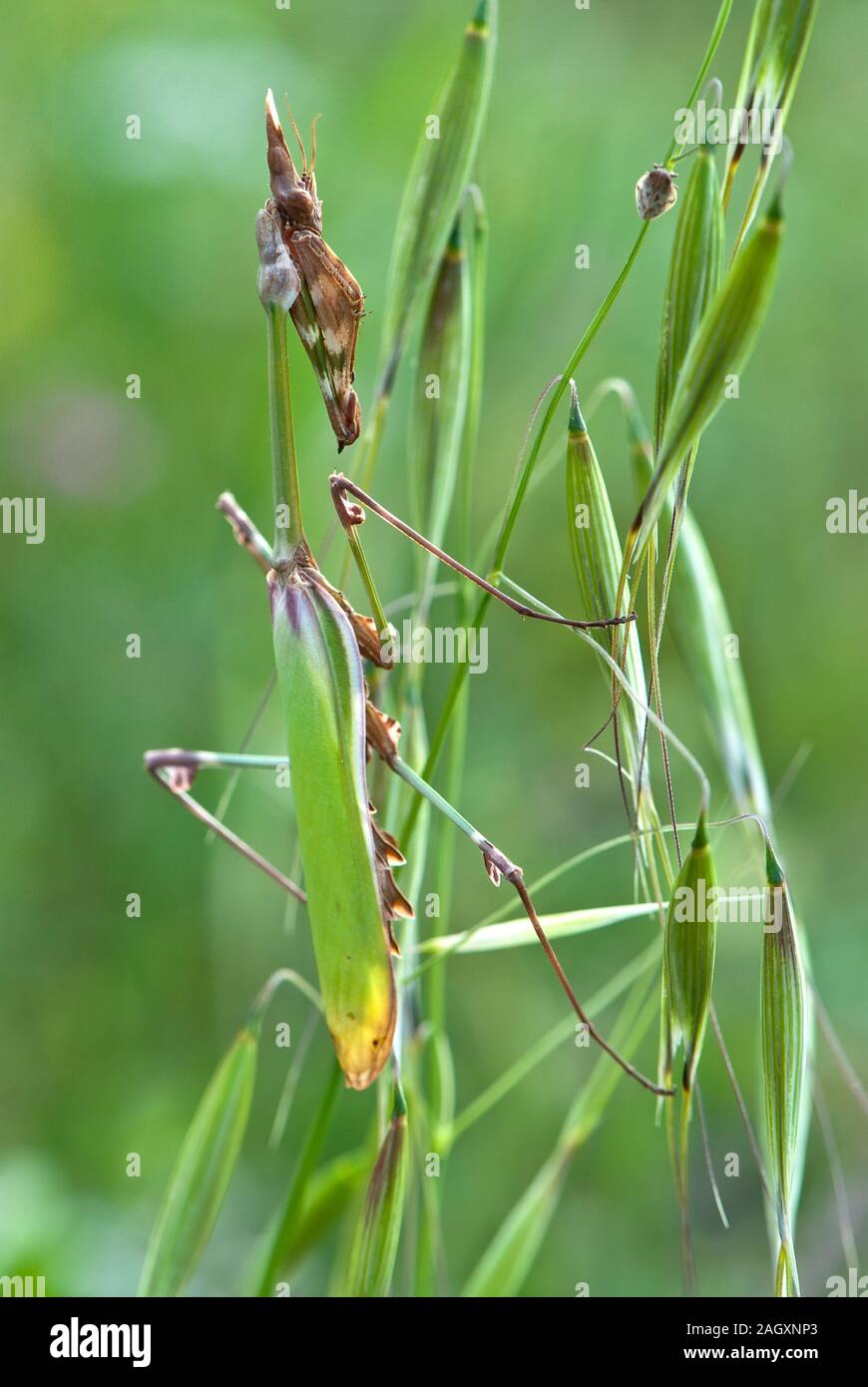 Mantis camouflage on green plant Stock Photo - Alamy