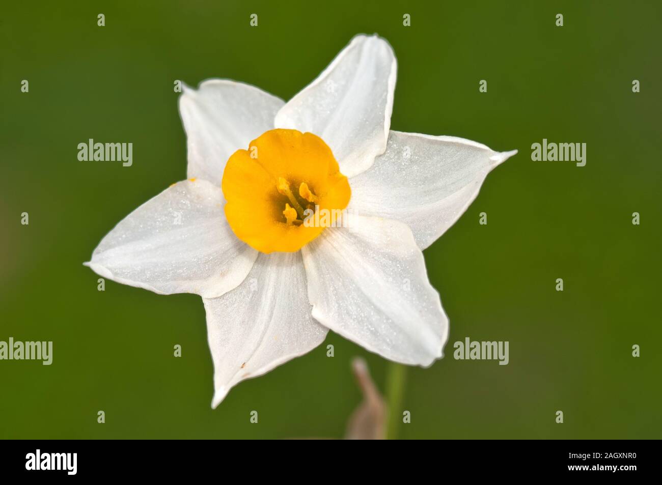 Narcissus flower in close up Stock Photo
