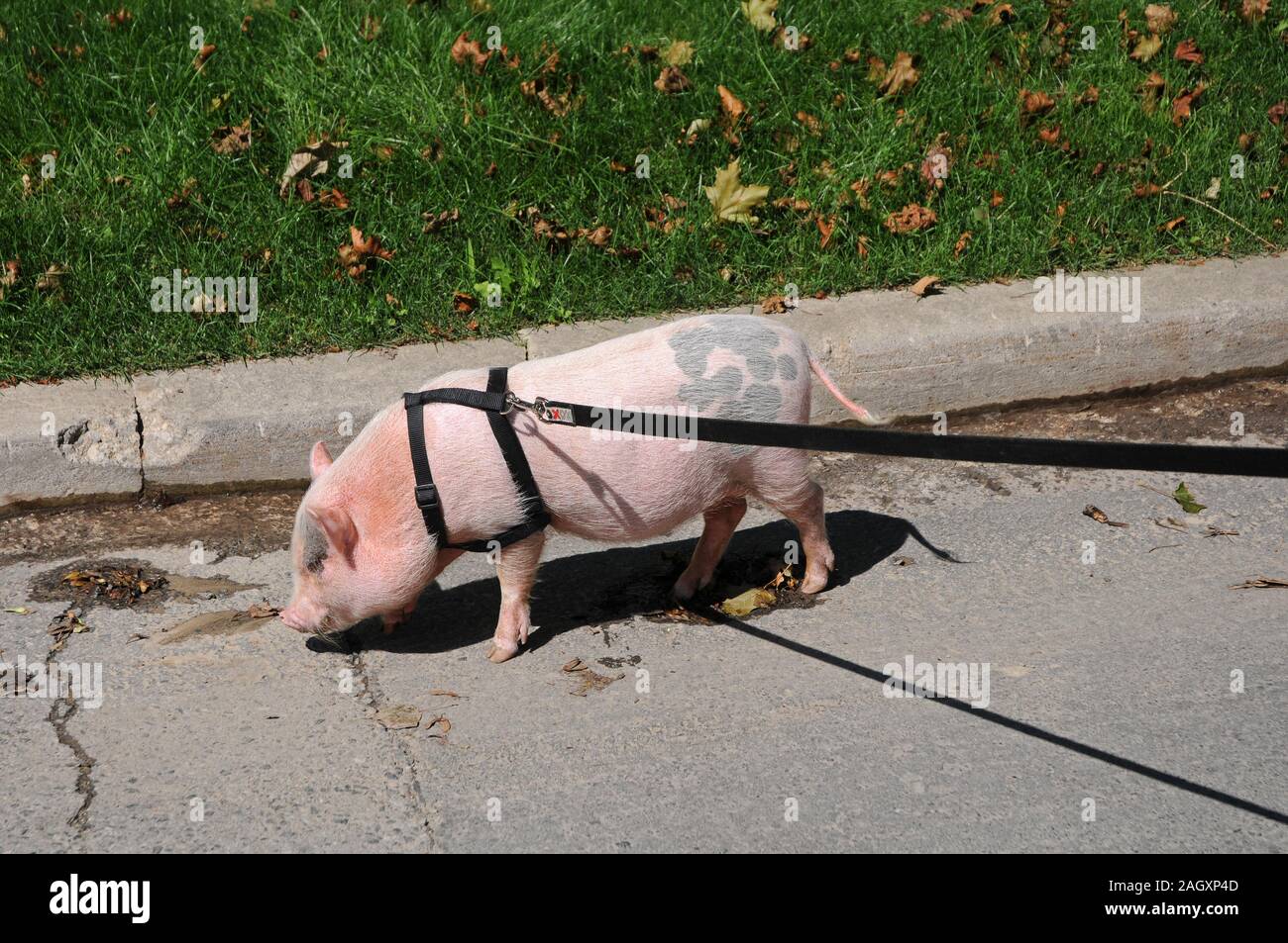 Pig as a pet Stock Photo