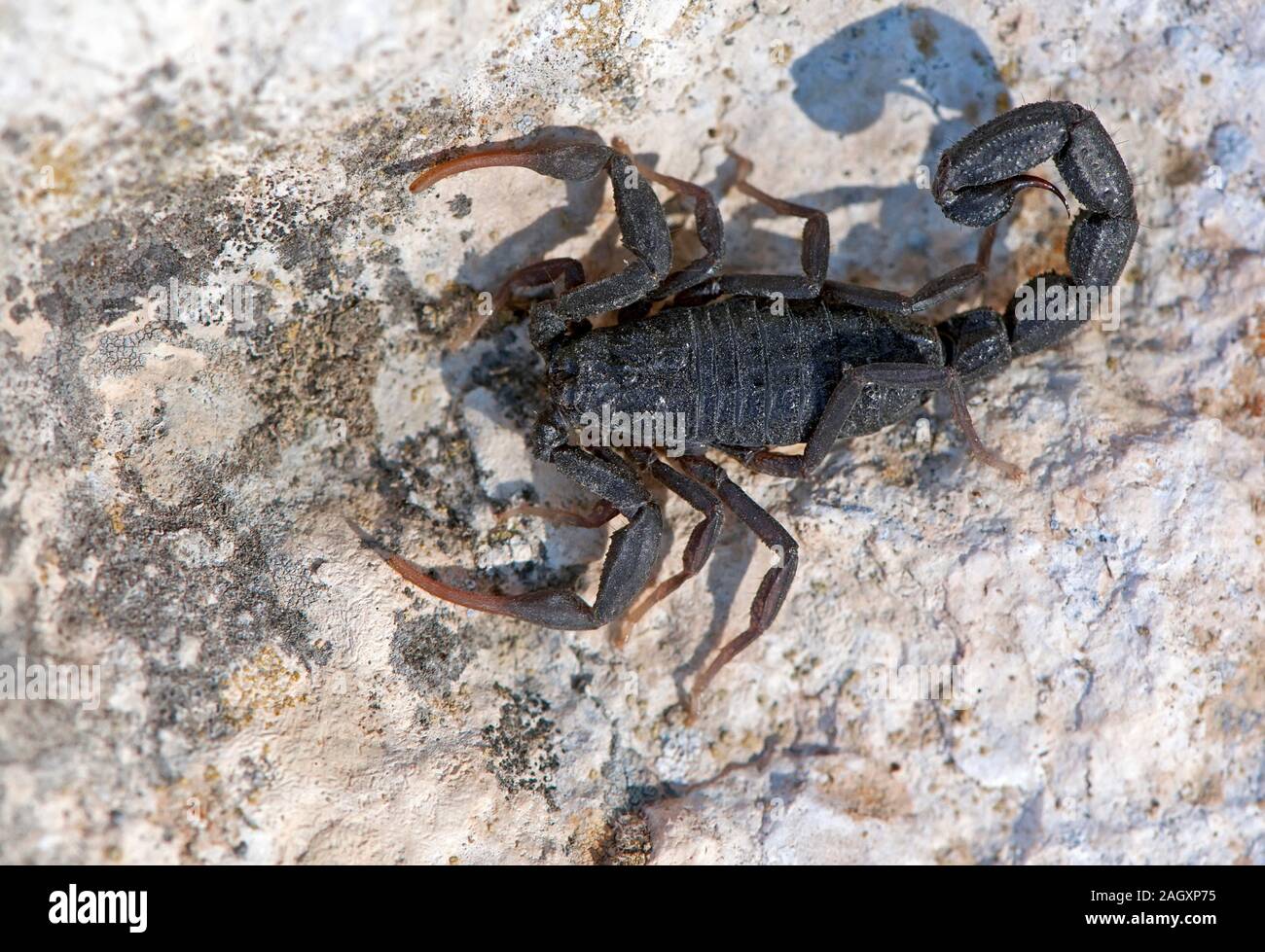 Black scorpion on a rock in the desert Stock Photo