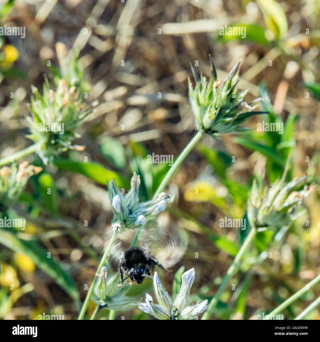 Big black shaggy bumblebee flying under the clover flower like helicopter. Bumblebee sucking nectar from a purpule clover flower with green vevetation Stock Photo