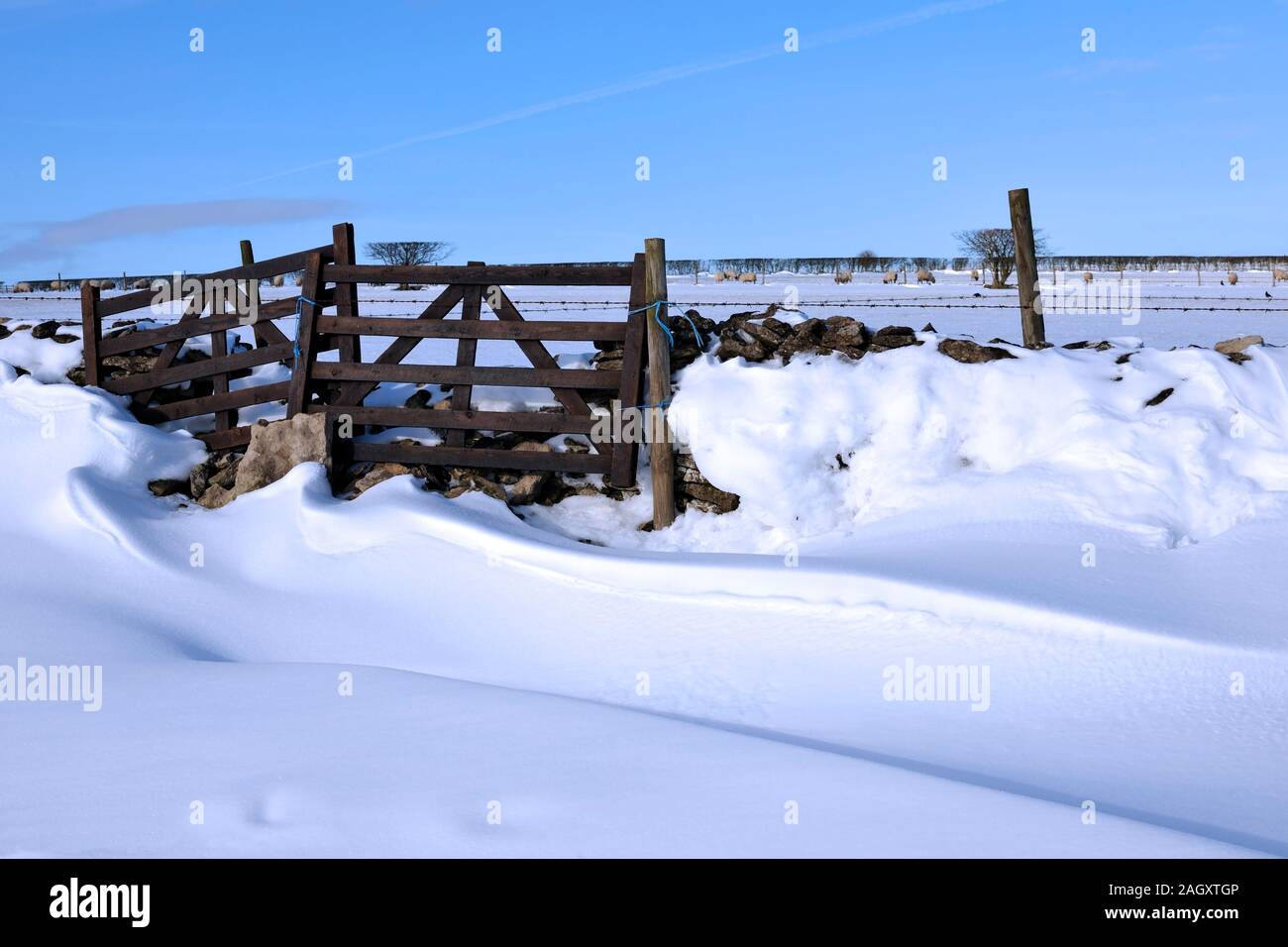 Sculptured snow drifts by a makeshift fence, North Yorkshire, England Stock Photo