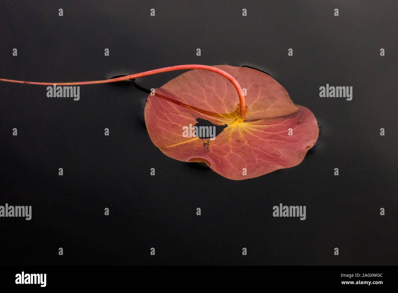 A water lily leaf floating in the pond water Stock Photo - Alamy