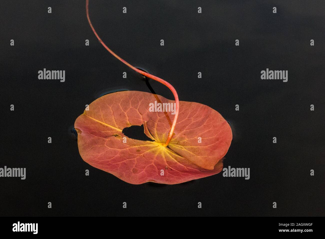 A water lily leaf floating in the pond water Stock Photo - Alamy