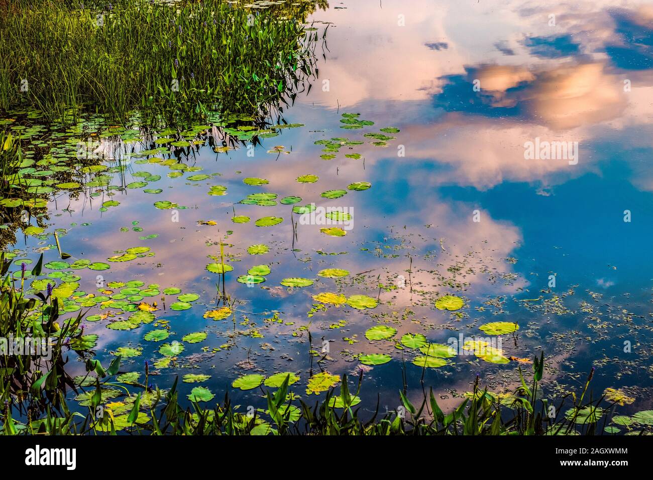 Pond with blue sky and clouds hi-res stock photography and images - Alamy