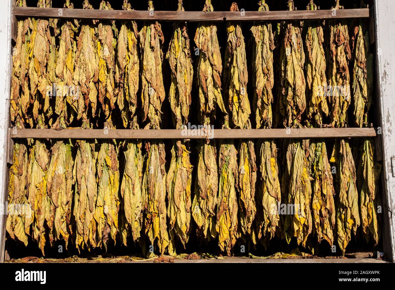 Close up of drying tobacco leaves hanging in a barn on an Amish farm in