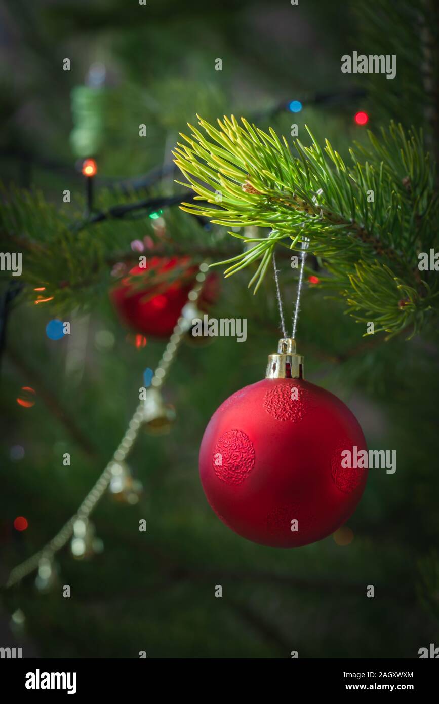 Christmas and New Year. A large frosted red ball hangs on a green pine branch. Blurred background. Stock Photo