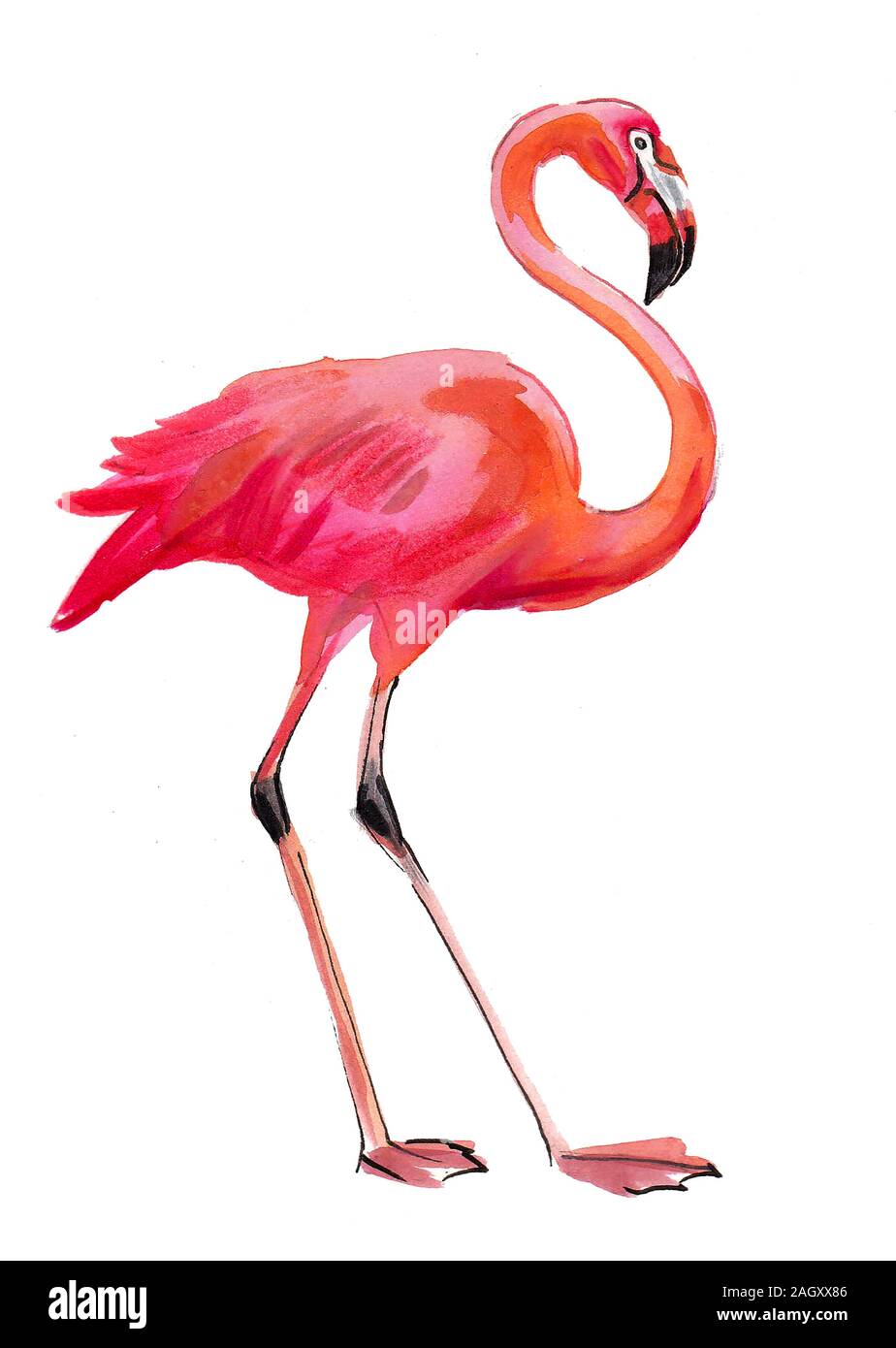 Flamingo bird on white background. Ink and watercolor illustration Stock  Photo - Alamy