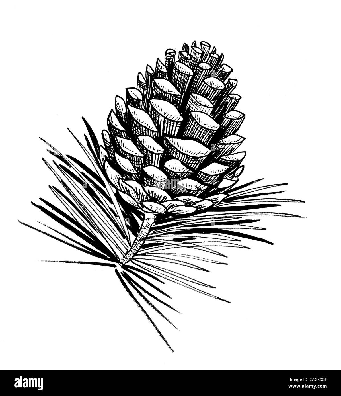 Pine Tree With Cone Ink Black And White Drawing Stock Photo Alamy