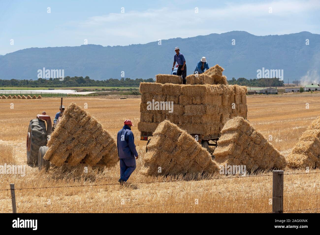 Hermon, Swartland, South Africa.  Farm workers gather the triangular stacks of straw in a field in the Swartland region of the Western cape Stock Photo