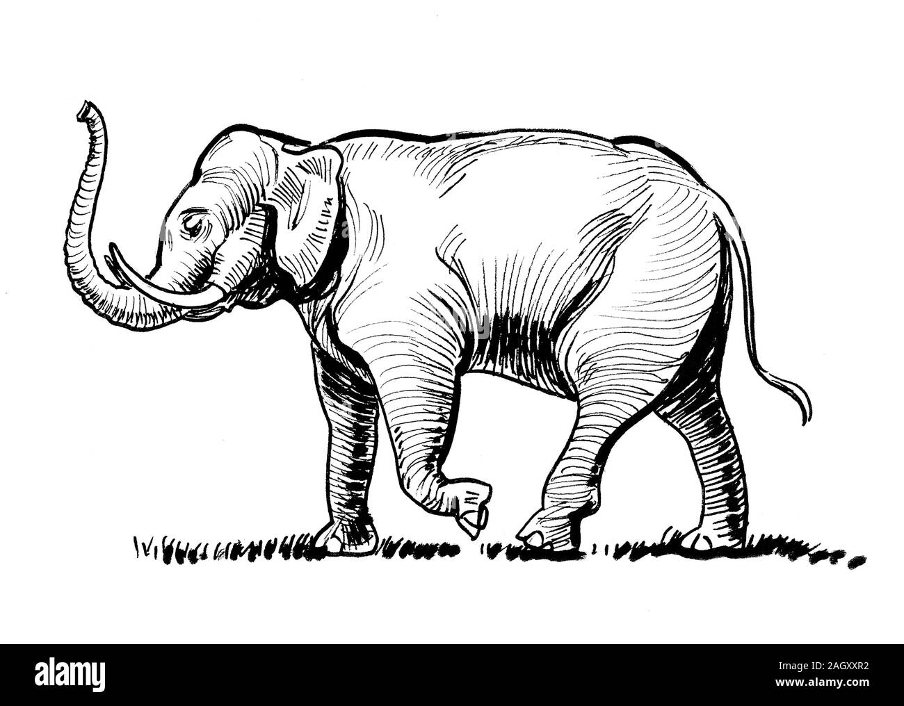 Walking Elephant Ink Black And White Drawing Stock Photo Alamy Walking Elephant Ink Black And White Drawing Stock Photo Alamy