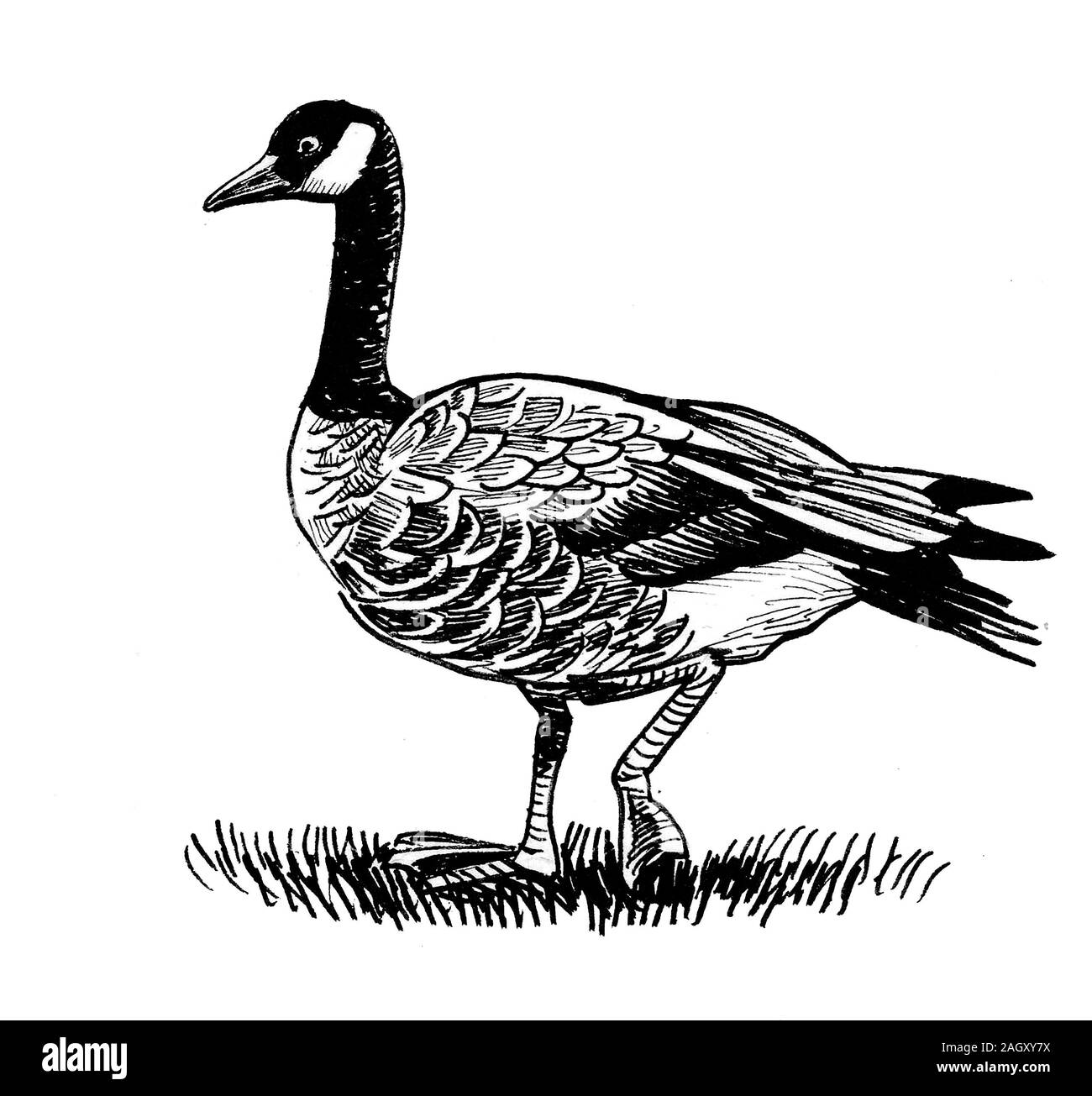 Wild Canadian goose bird. Ink black and white drawing Stock Photo - Alamy