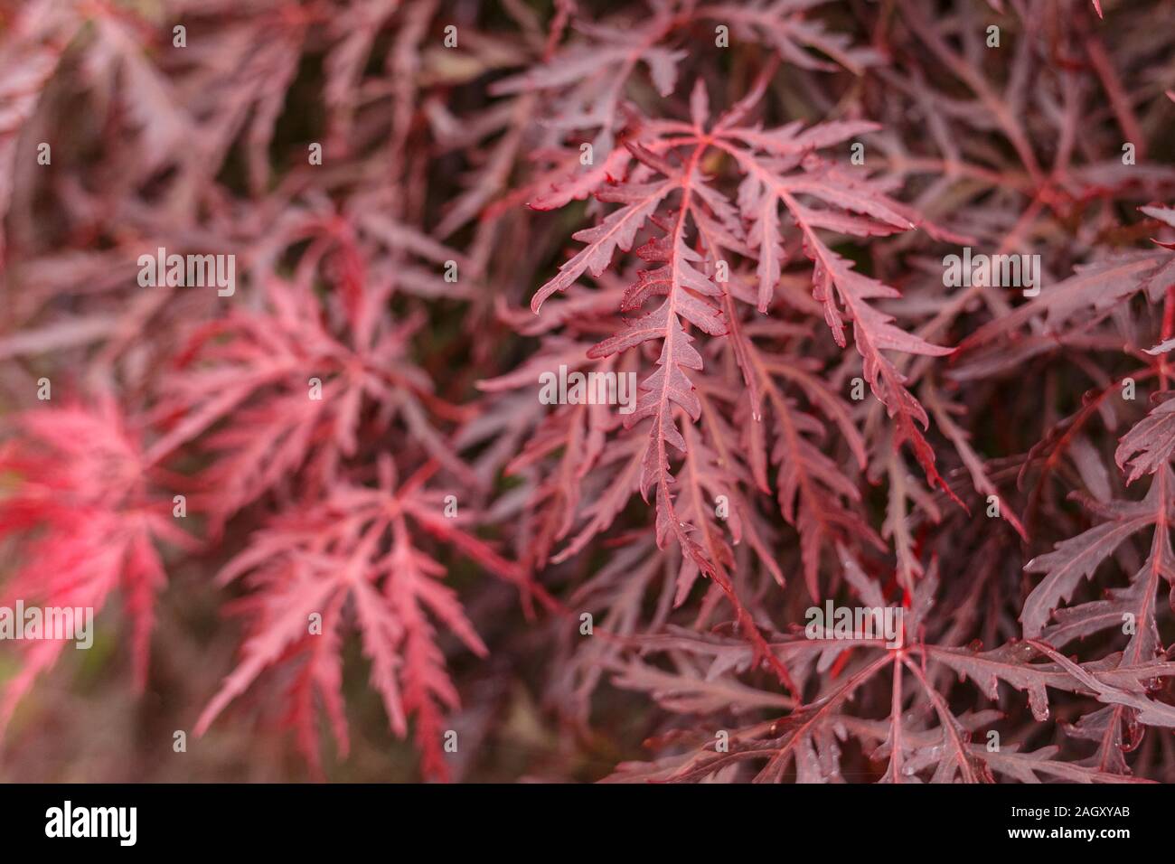 Natural backgroung of Orangeola, Japanese fire bush Acer palmatum maple tree Stock Photo