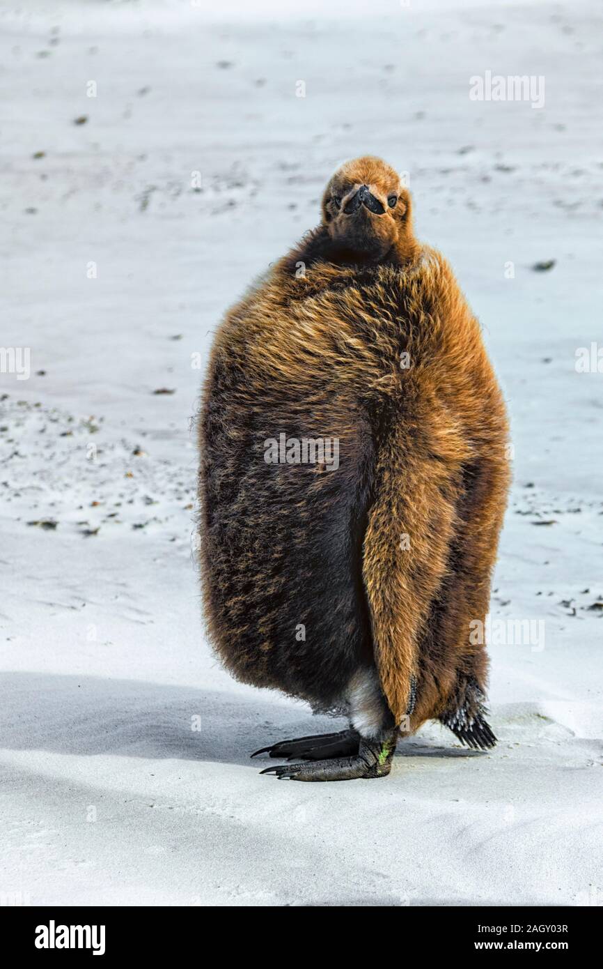 King Penguin chick, Aptenodytes patagonicus, with brown down feathers at the Neck, Saunders Island, Falkland Islands, British Overseas Territory Stock Photo