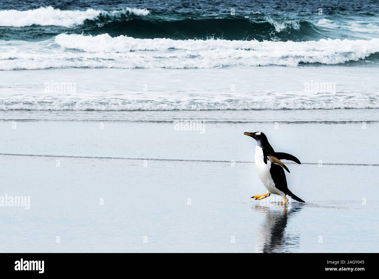 Wild, adult Gentoo Penguin, Pygoscellis papua, walking on the beach at the Neck, Saunders Island, in the Falkland Islands, South Atlantic Ocean Stock Photo