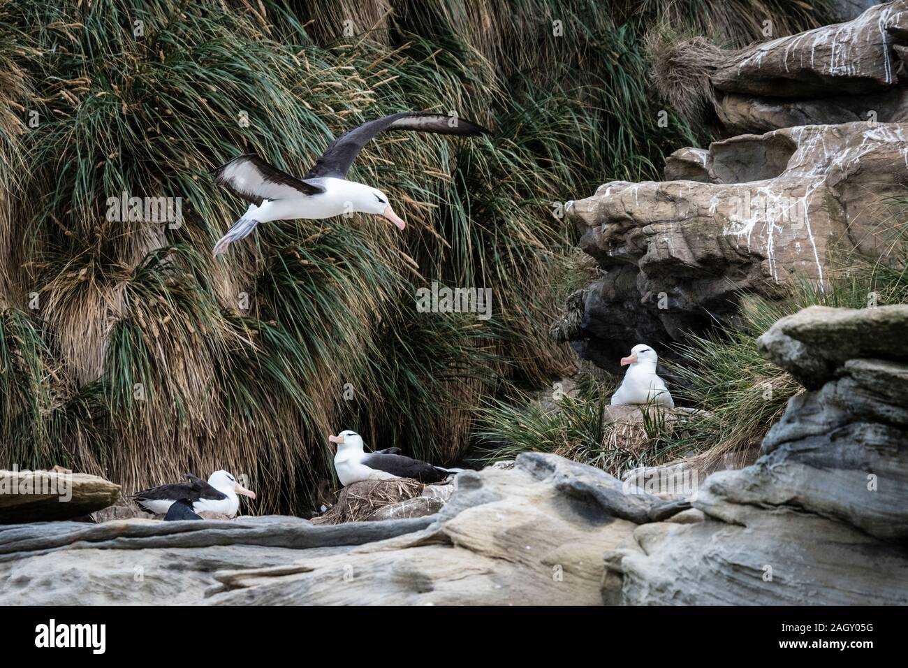 Black-browed Albatross, Thalassarche melanophris, flying into a colony at the Neck, Saunders Island, Falkland Islands, British Overseas Territory Stock Photo