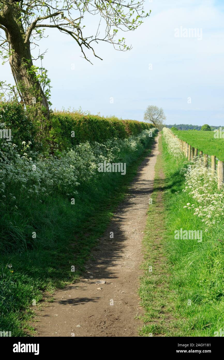 Long Straight Countryside Path Lined with a hedge, fence and white Hemlock Flowers in summertime, Harrogate, North Yorkshire ,England, UK. Stock Photo