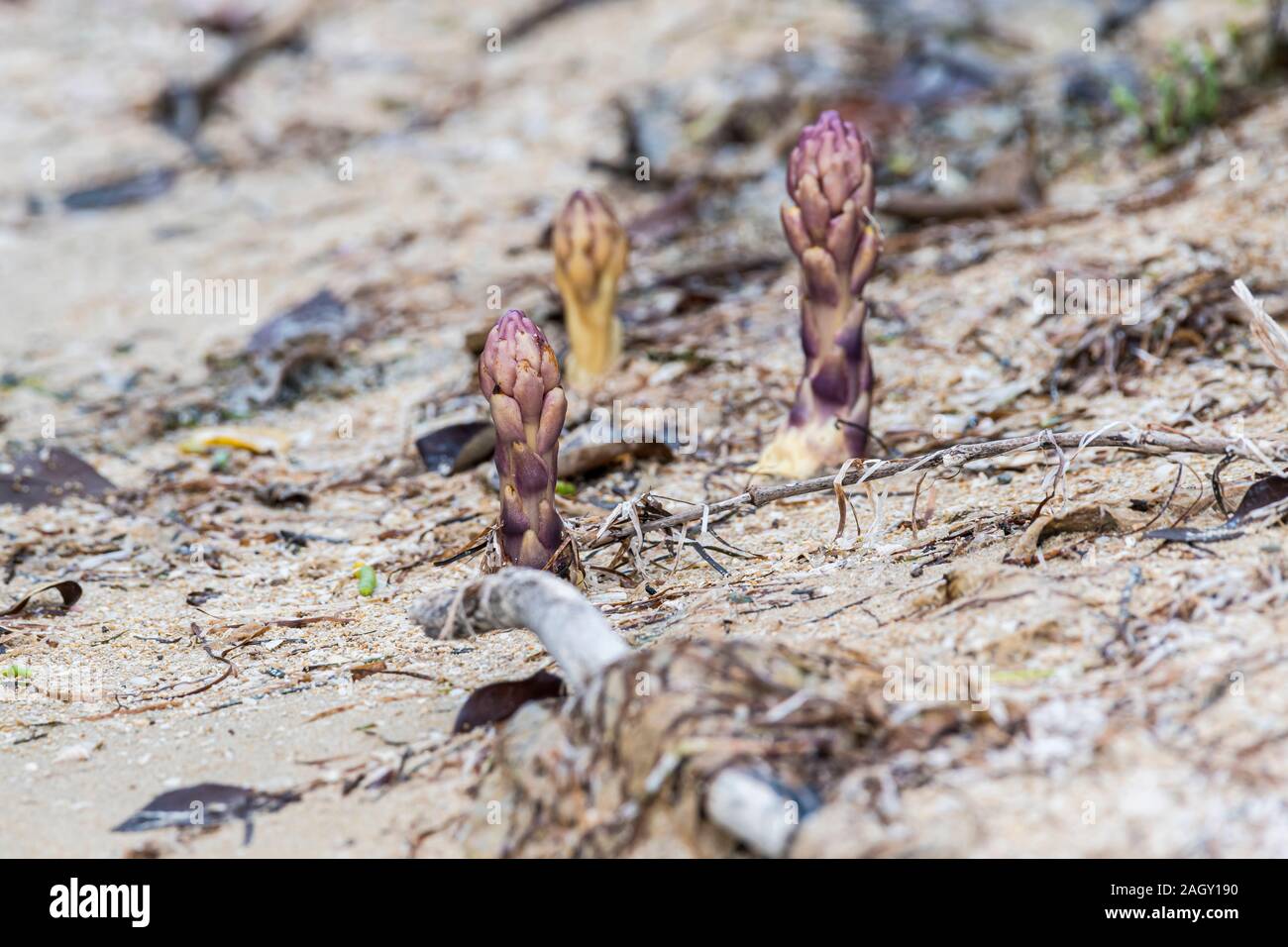 Wild plants or flowers in the mangrove Stock Photo