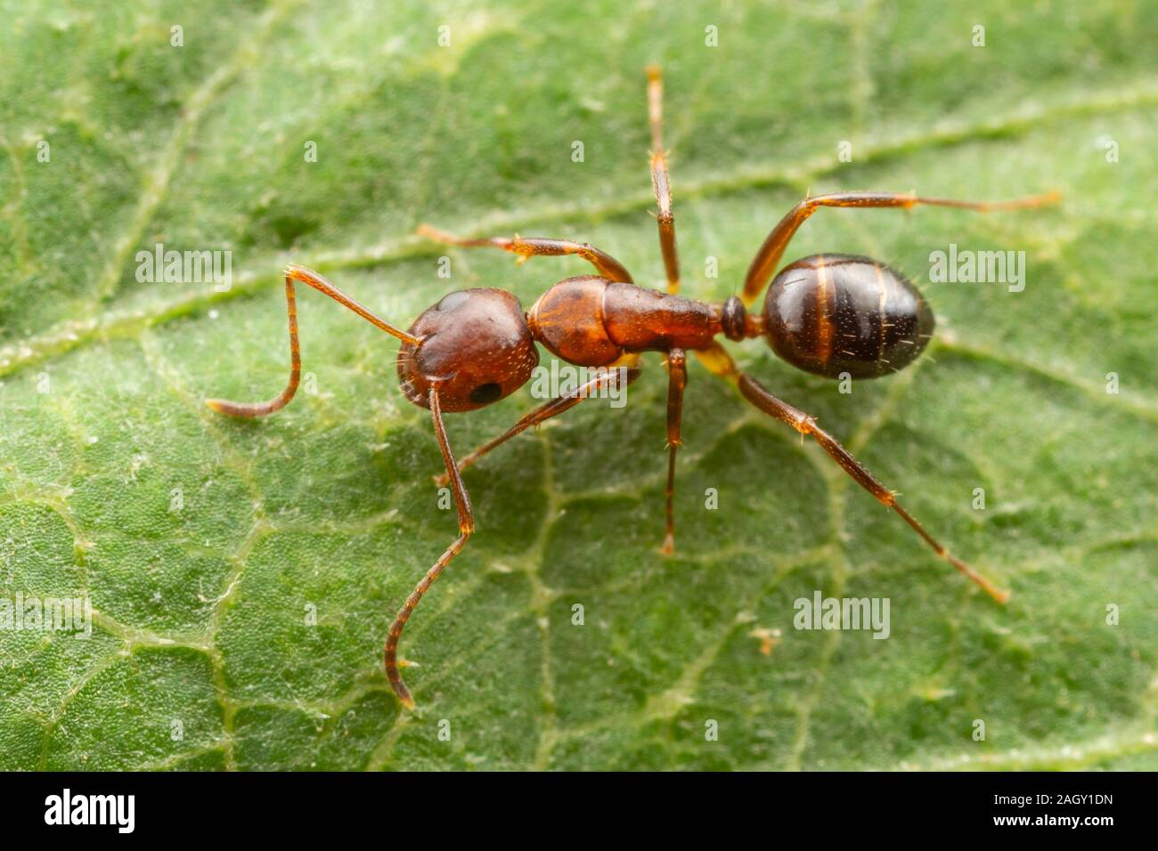 A Carpenter Ant (Camponotus subarbatus) perches on a leaf. Stock Photo