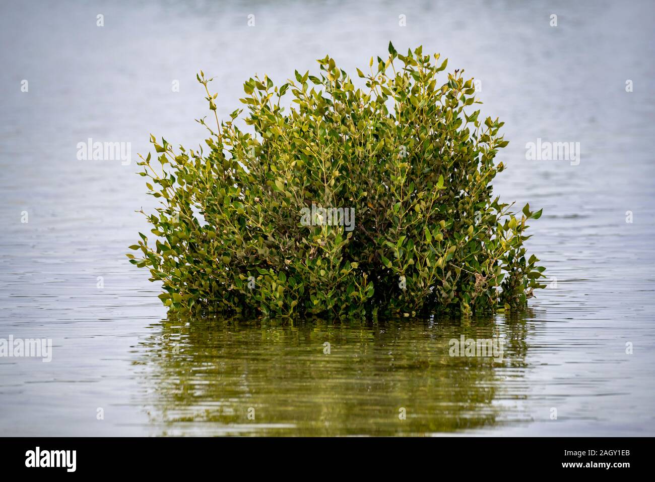 Wild plant in the mangrove Stock Photo