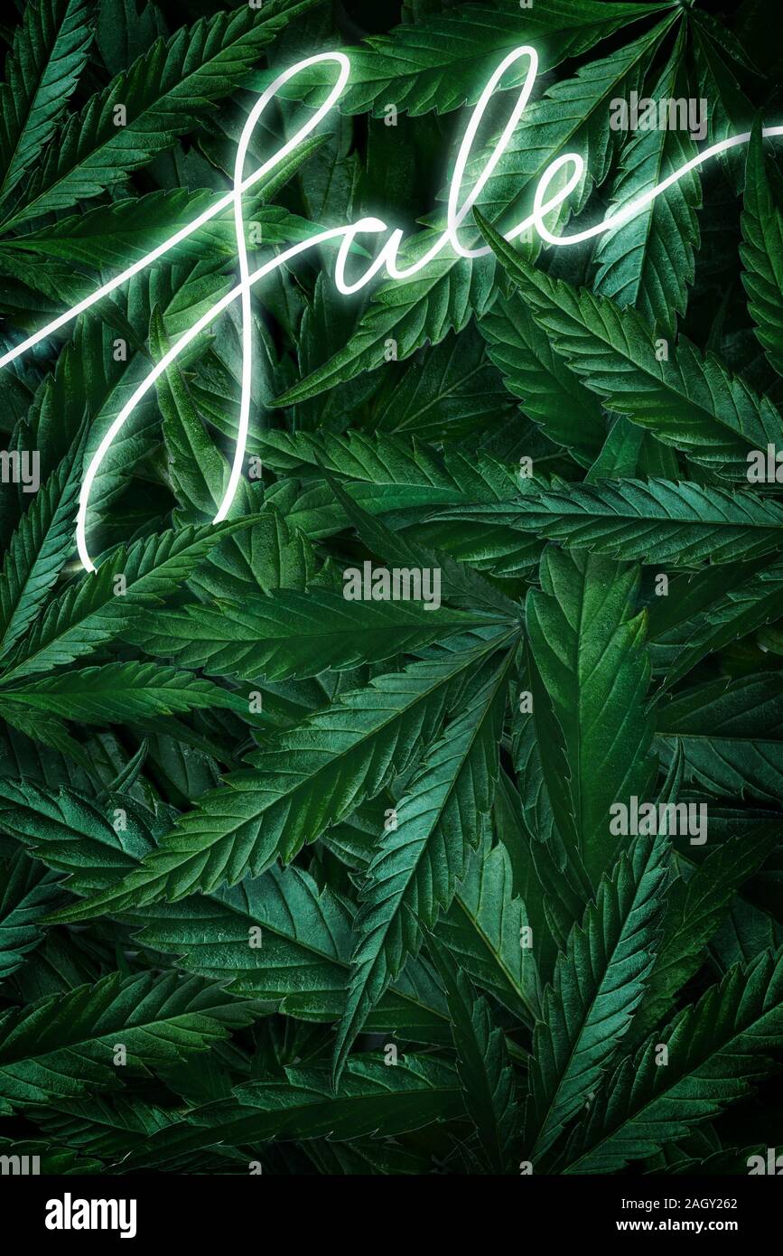 Creative background of cannabis leaves, marijuana and a neon sign Sale. Flat Lay Copy Space Stock Photo - Alamy Creative background of cannabis leaves, marijuana and a neon sign Sale. Flat Lay Copy Space Stock Photo - Alamy