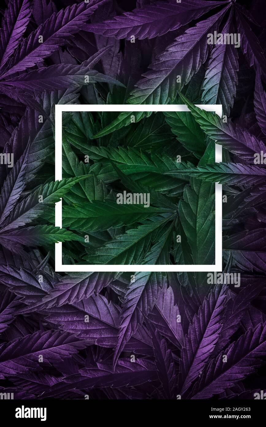 Creative background of hemp leaves, marijuana, neon frame. Cannabis  cultivation concept with led lamps. Flat Lay Stock Photo - Alamy