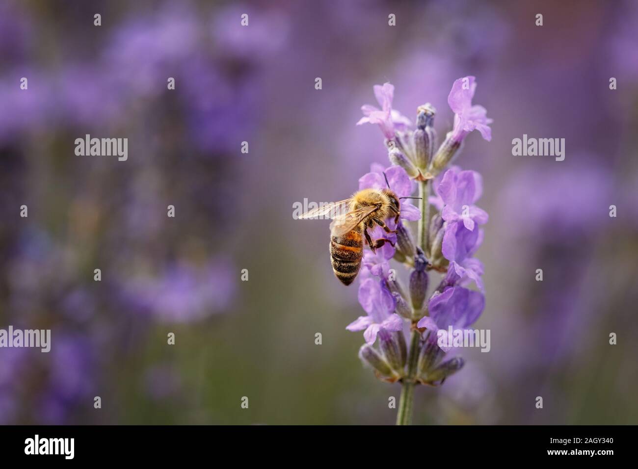 Bee pollinate a lavender flower closeup in the Summer purple lavender