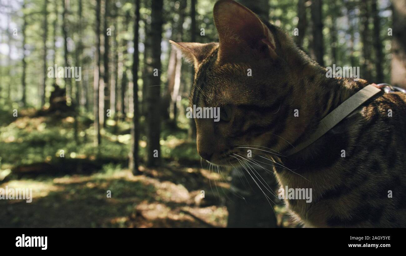 One cat in a city park. Bengal wildcat walk on the forest in collar. Asian Jungle Cat or Swamp or Reed. Domesticated leopard cat. Stock Photo