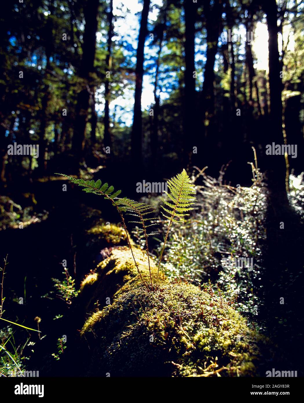 Woodland ferns hi-res stock photography and images - Alamy