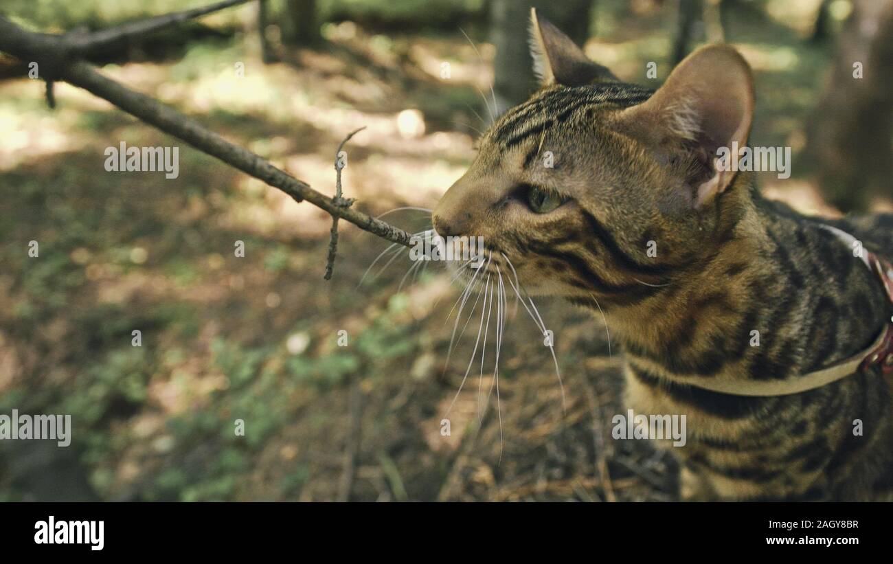 Asian jungle cat sales