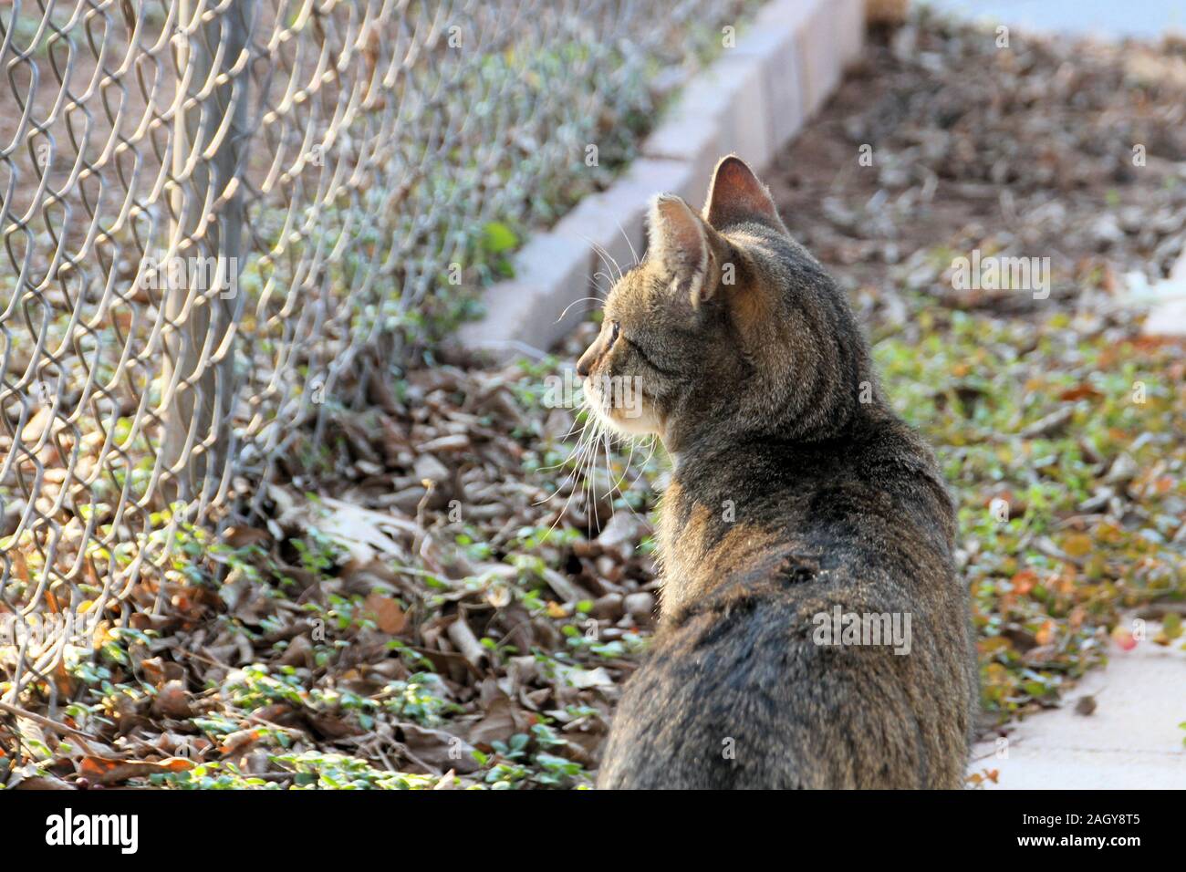 A neutered male community cat looks through a chain link fence, facing away from the camera. Stock Photo