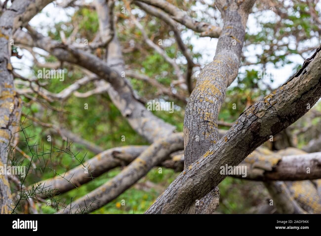 Twisted tree branches, Galapagos Island, Isla Isabela. With selective focus Stock Photo