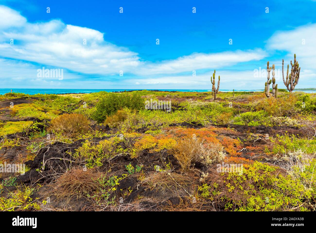 Plants on a background of a seascape, Galapagos Island, Isla Isabela Stock Photo