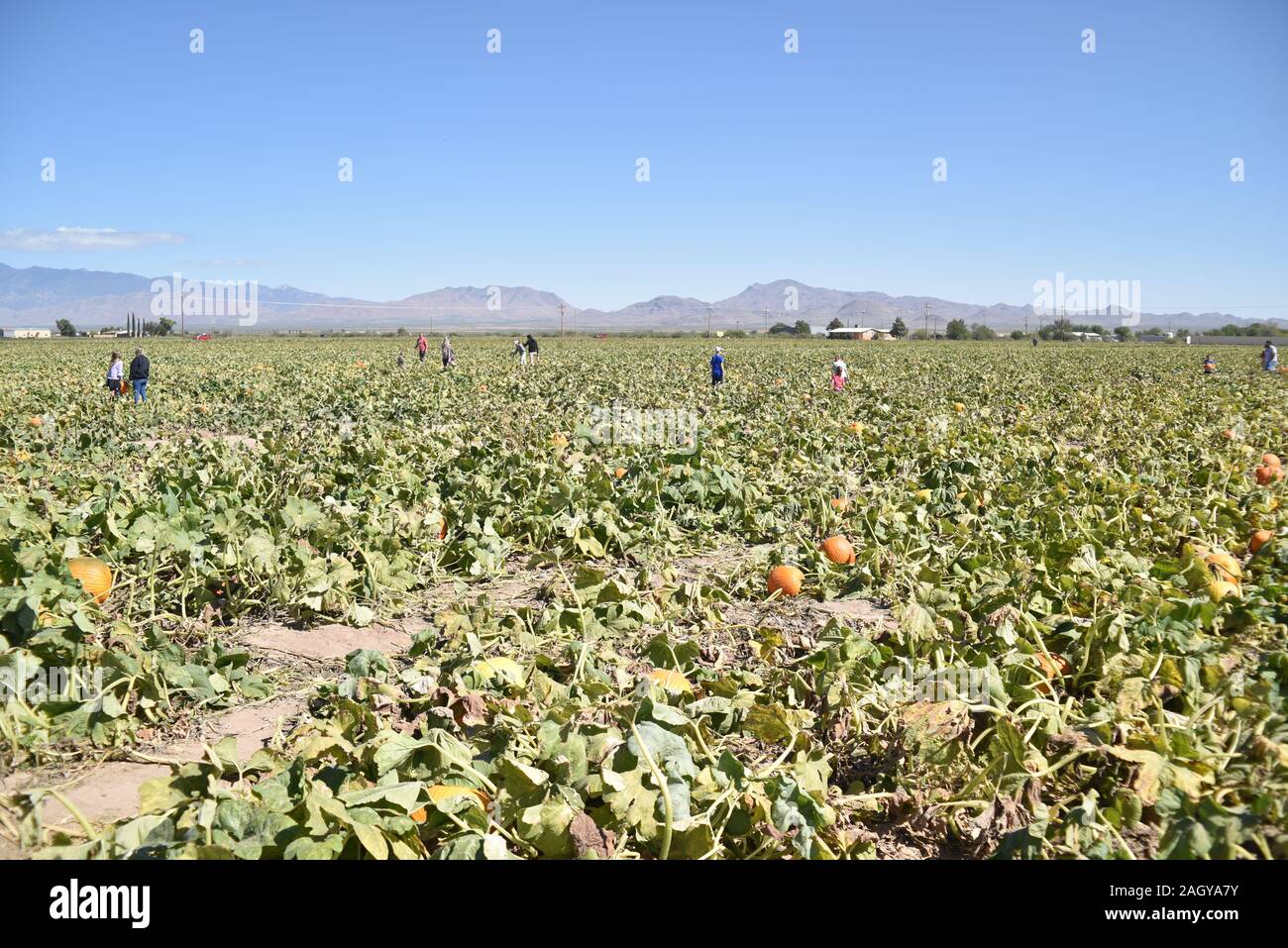 Wilcox, AZ. U.S.A. Oct. 12, 2019. Apple Annie’s U-Pick Produce-food, corn, pumpkins, beans, tomatoes, peppers, chilis, zucchini, eggplant, cucumbers, Stock Photo