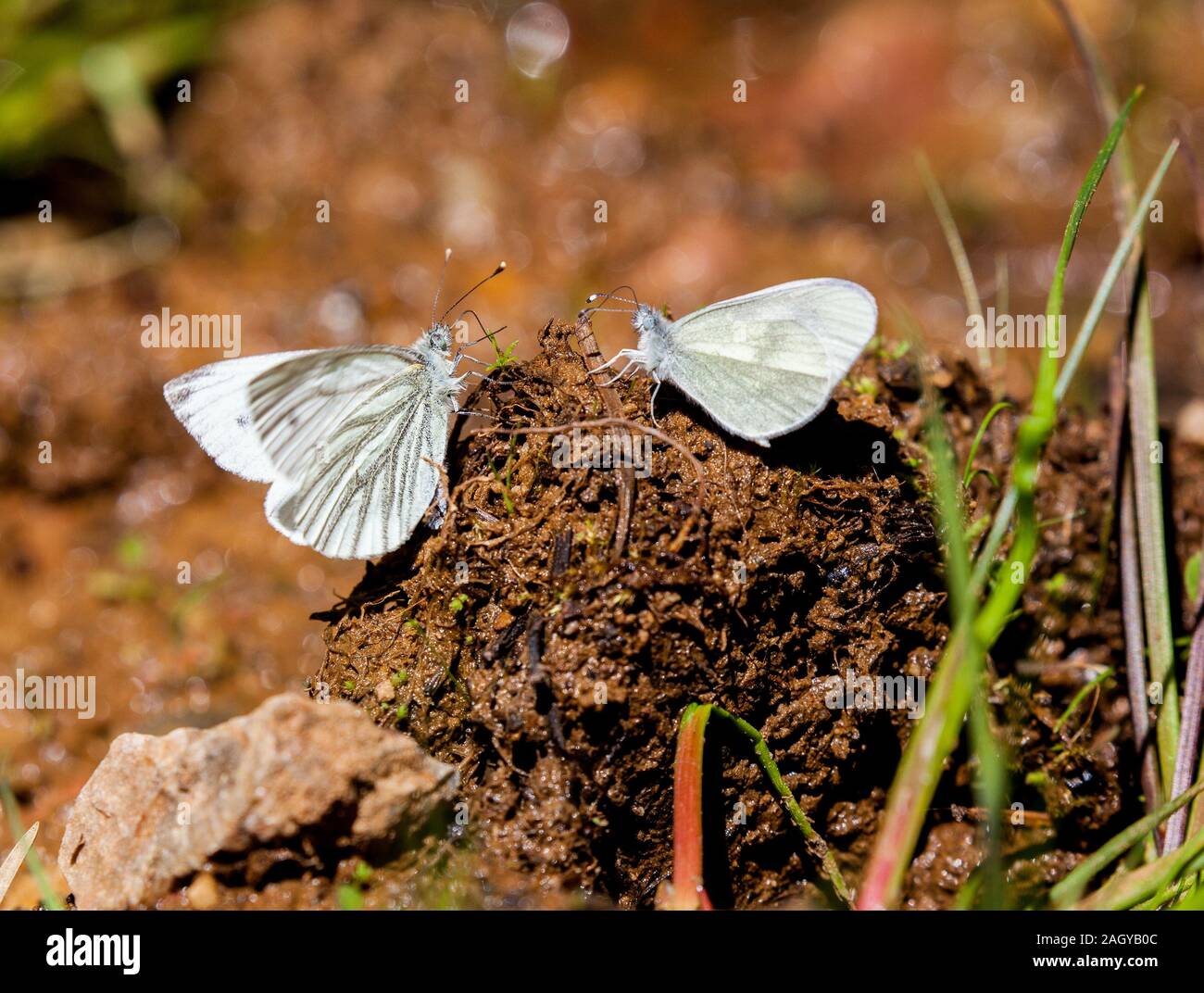 Green Veined White Pieris napi left and Wood White Leptidea sinapis butterflies on dung on a