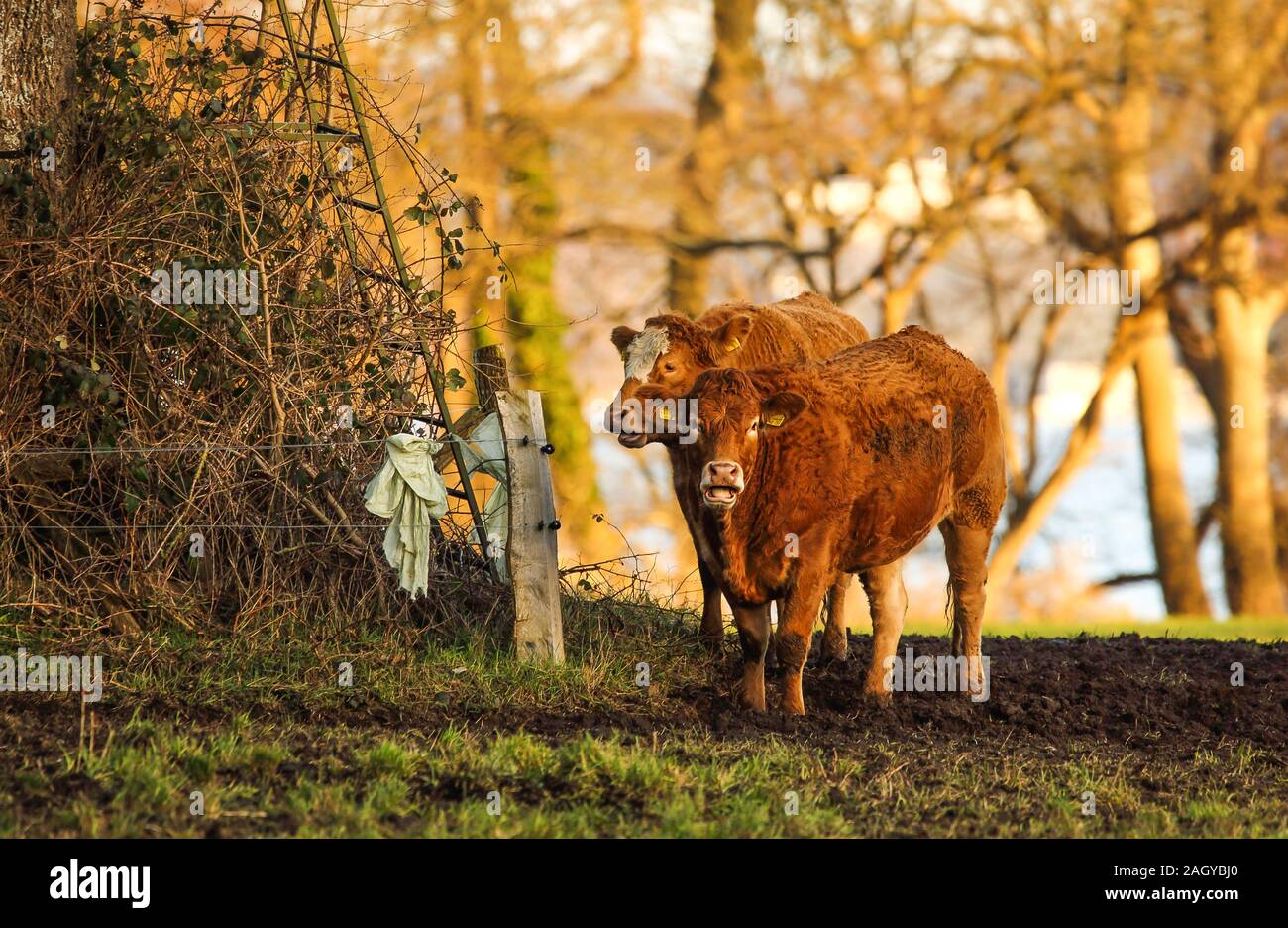 The two cows stood in the meadow and it almost seemed as if they were saying hello. Stock Photo
