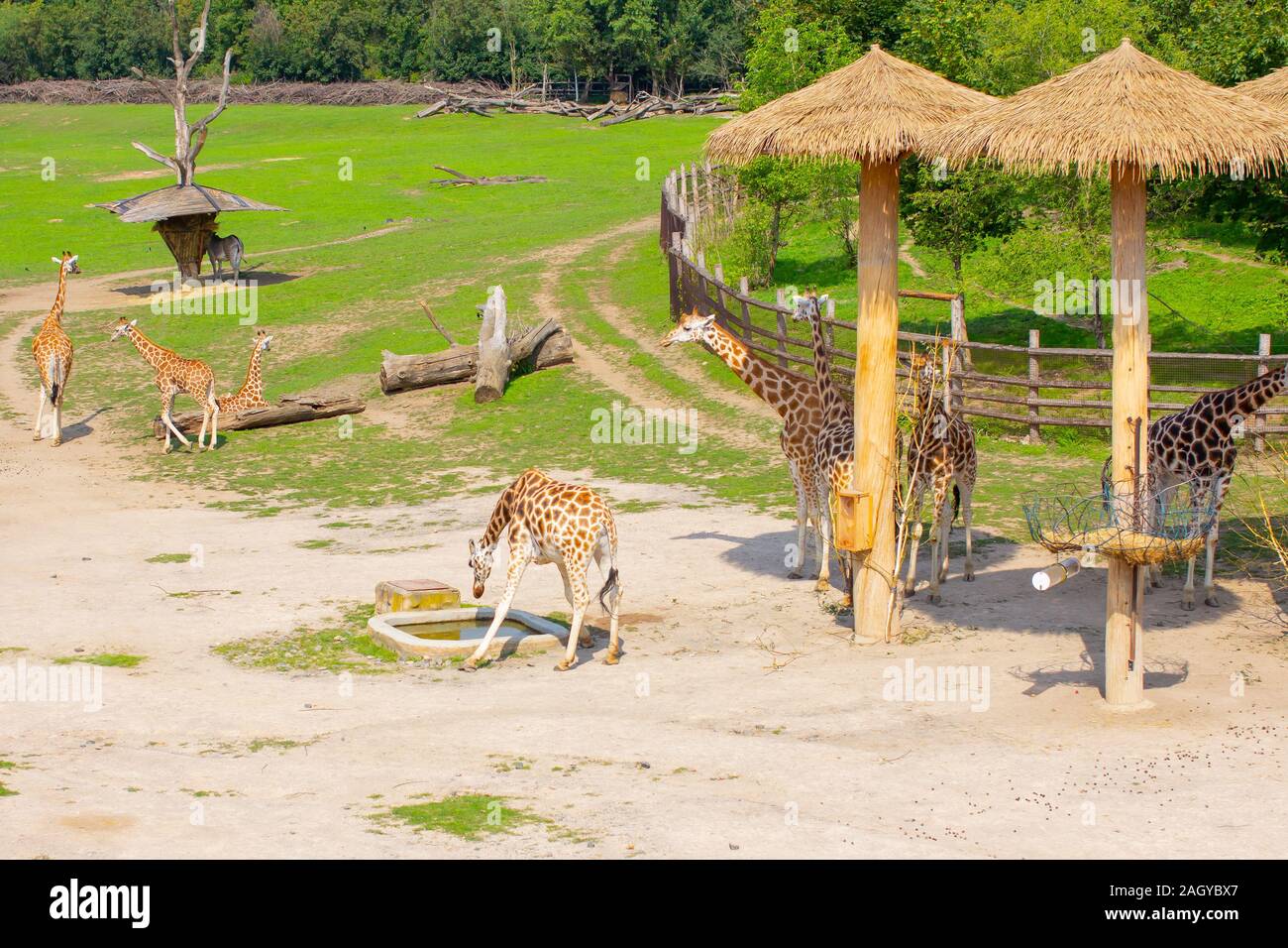 Giraffe Nose High Resolution Stock Photography and Images - Alamy