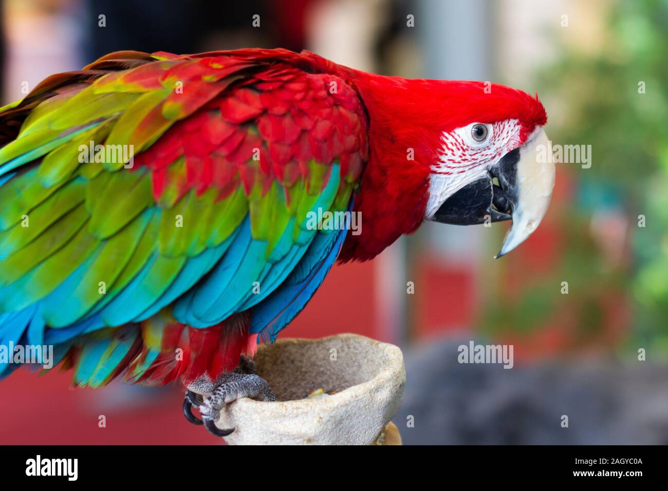 Portrait of a beautiful colorful Ara Scarlet Macaw parrot close up. Stock Photo