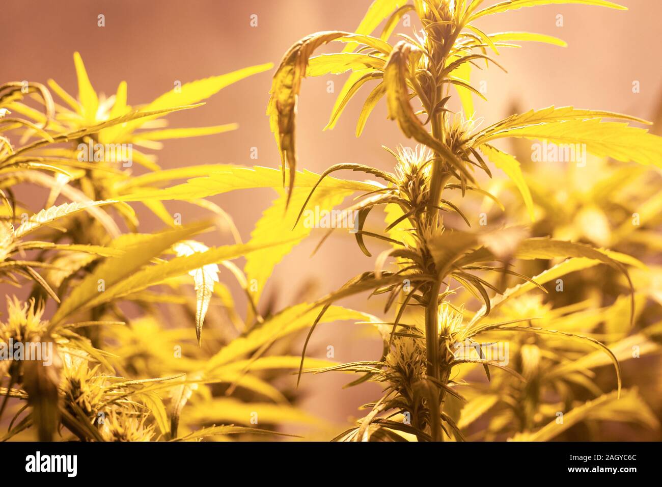 cultivation medicinal green cannabis buds. grow indoor marijuana under a sodium discharge lamp warm spektr. Stock Photo