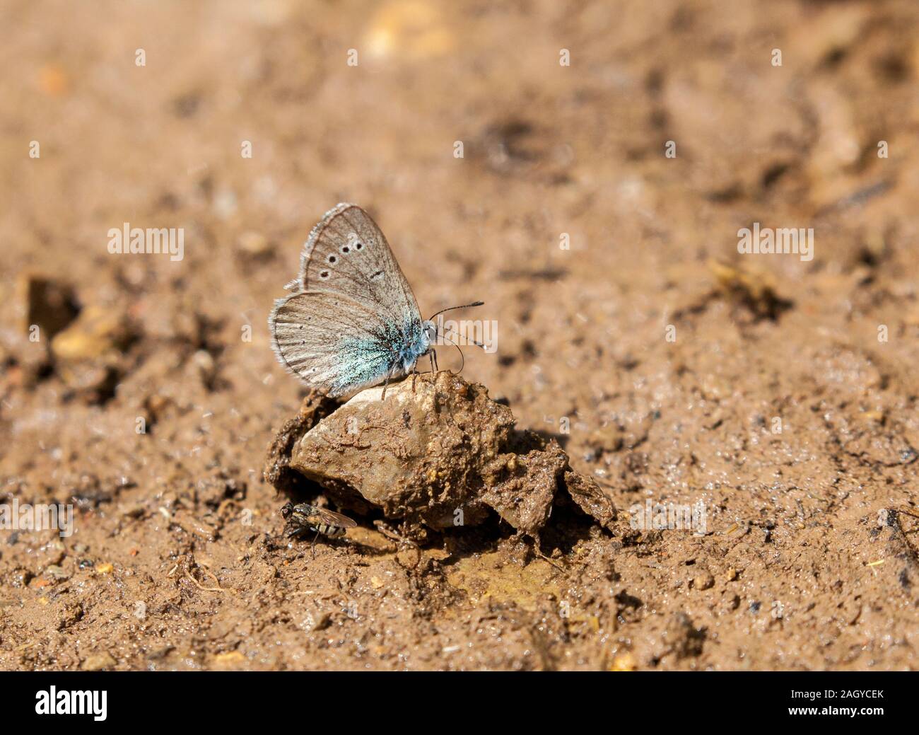 Small / Little Blue butterfly Cupido minimus basking in the sunshine in the Montes Universales on the ground at Albarracin in Eastern Spain Stock Photo
