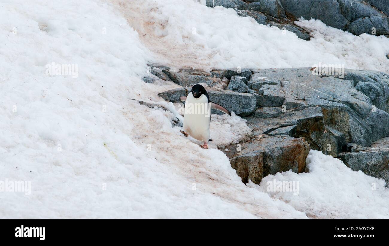 Petermann Island, Antarctica. One Adélie penguin walking down the ...