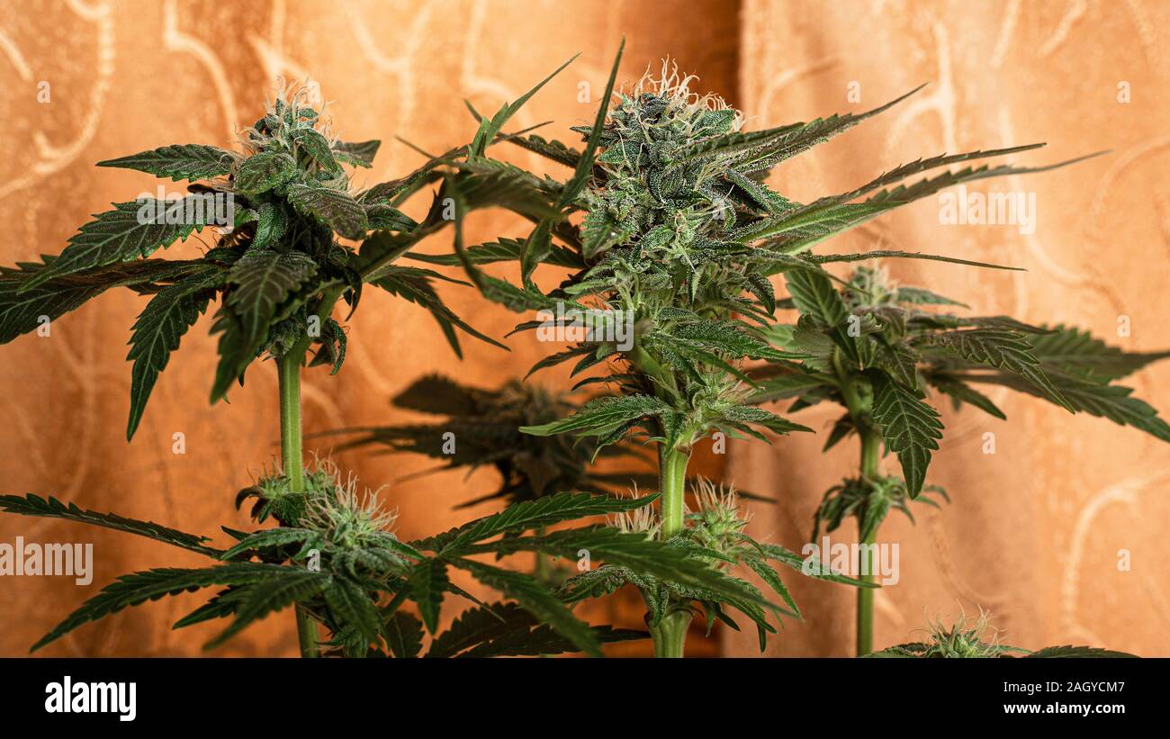 blooming cannabis buds with white hairs and a spicy smell. Stock Photo