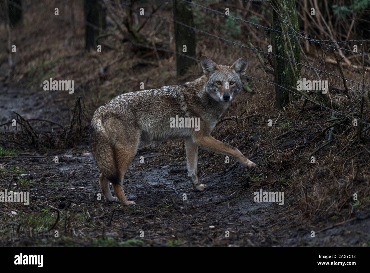 Coyote at Point Reyes, California Stock Photo - Alamy
